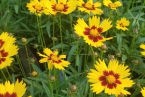 Coreopsis 'SunKiss' 